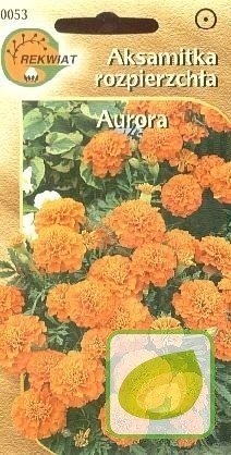Nasiona Aksamitka Rozpierzchła Aurora Pomarańczowa
