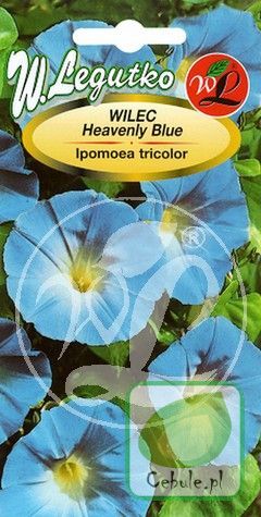 Nasiona Wilec Trójbawrny Heavenly Blue Niebieski - Ipomoea